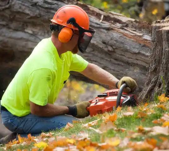 tree services Faith